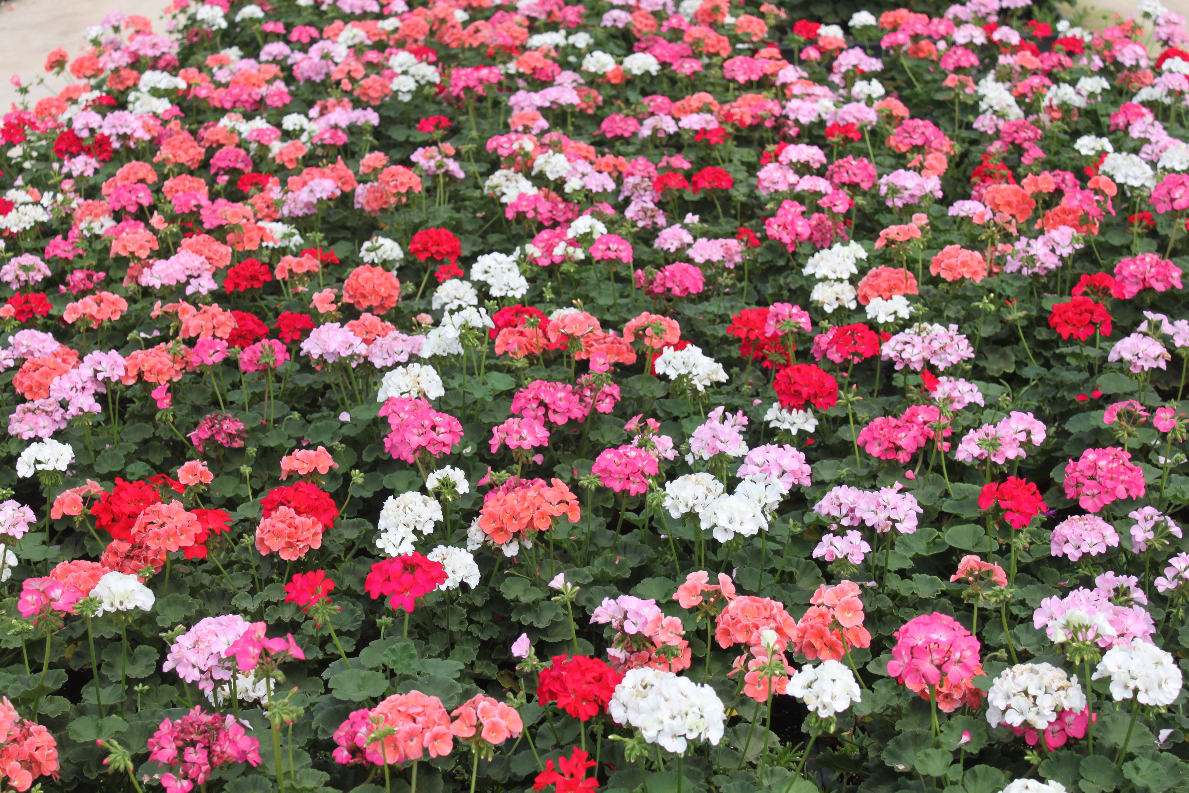 Pelargonium hortorum